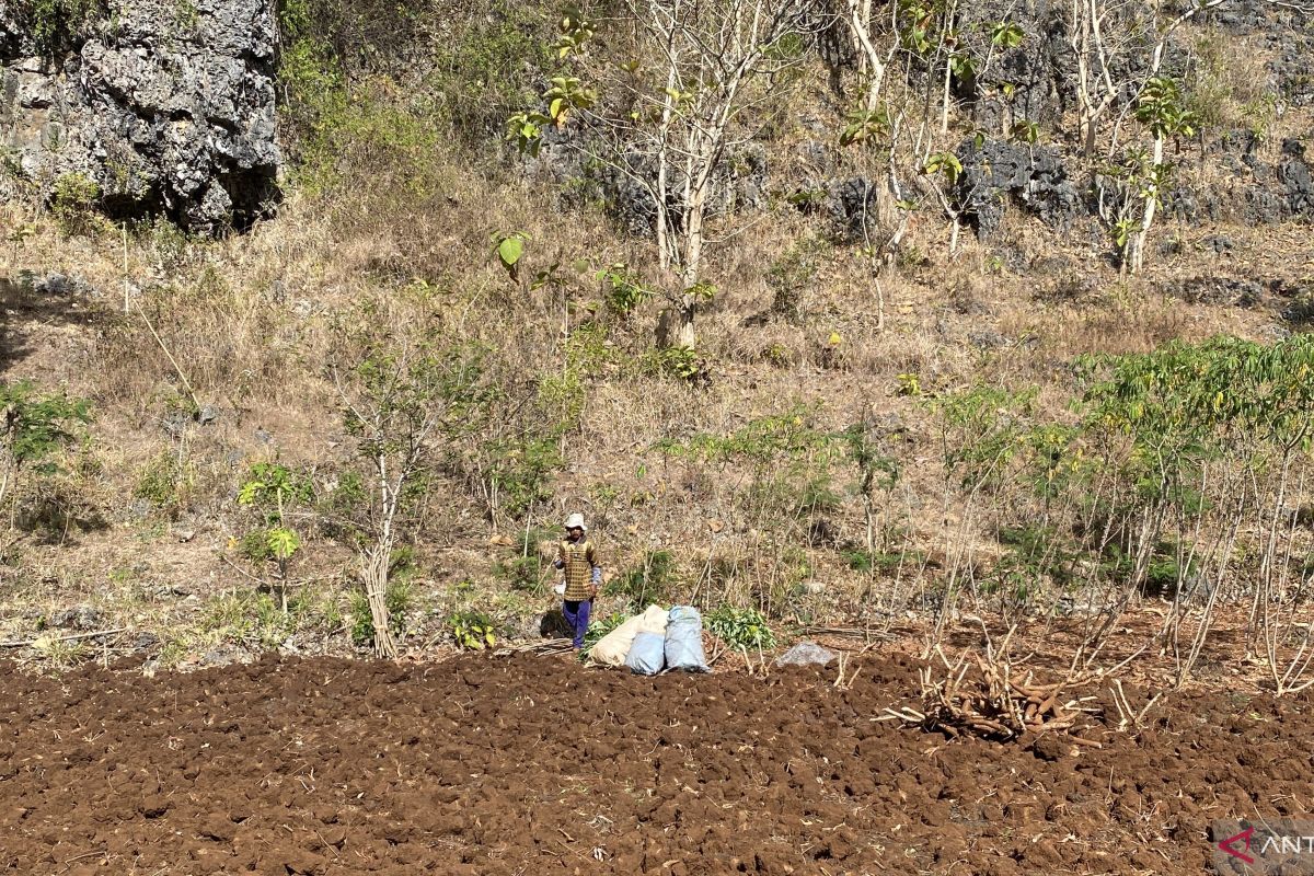 City Government Directs Farmers to Plant Drought-Resistant Crops Ahead of Dry Season