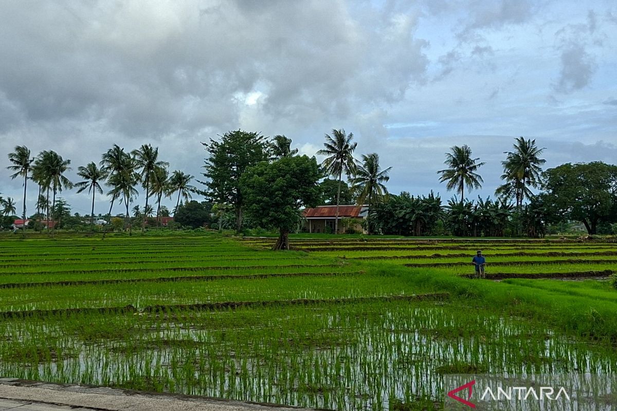BPS Records Farmers' Exchange Rate at 127.84 in July 2026