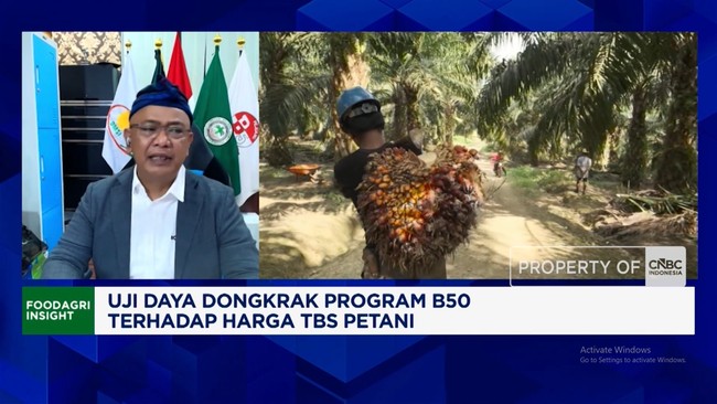 B50 Biodiesel Policy Fails to Lift TBS Prices, Independent Palm Oil Farmers Struggle