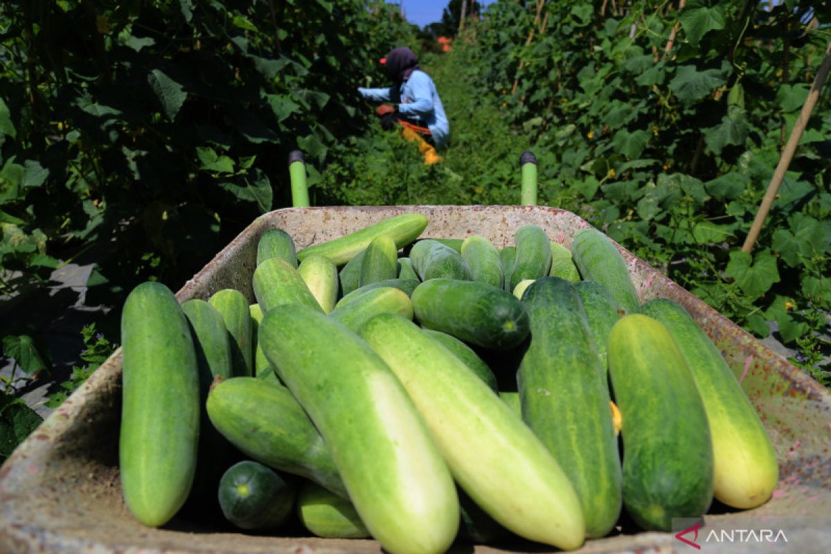 The health benefits of consuming cucumber