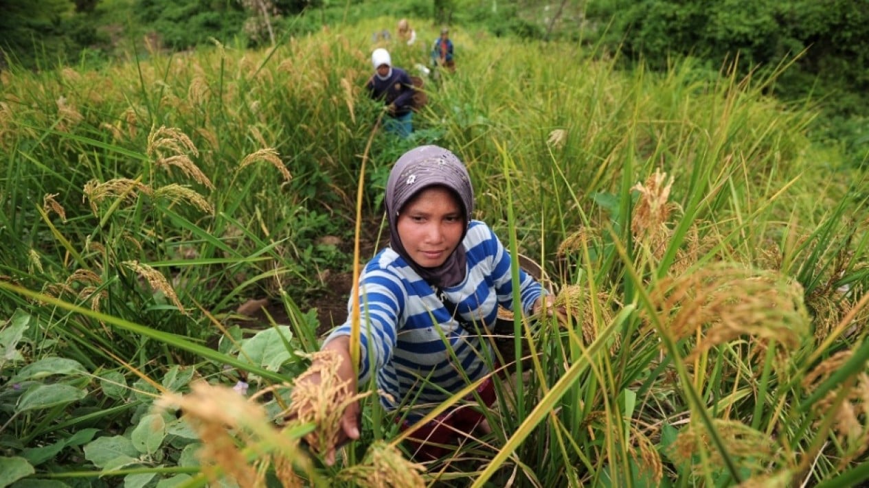 BPS Confident Rice and Corn Production Will Rise in First Half of 2026, Here Are the Projections