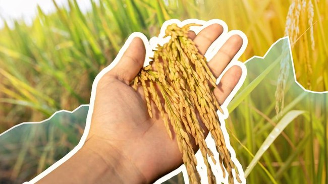 Rice Production Forecast to Decline Through September 2026 as Harvest Area Shrinks