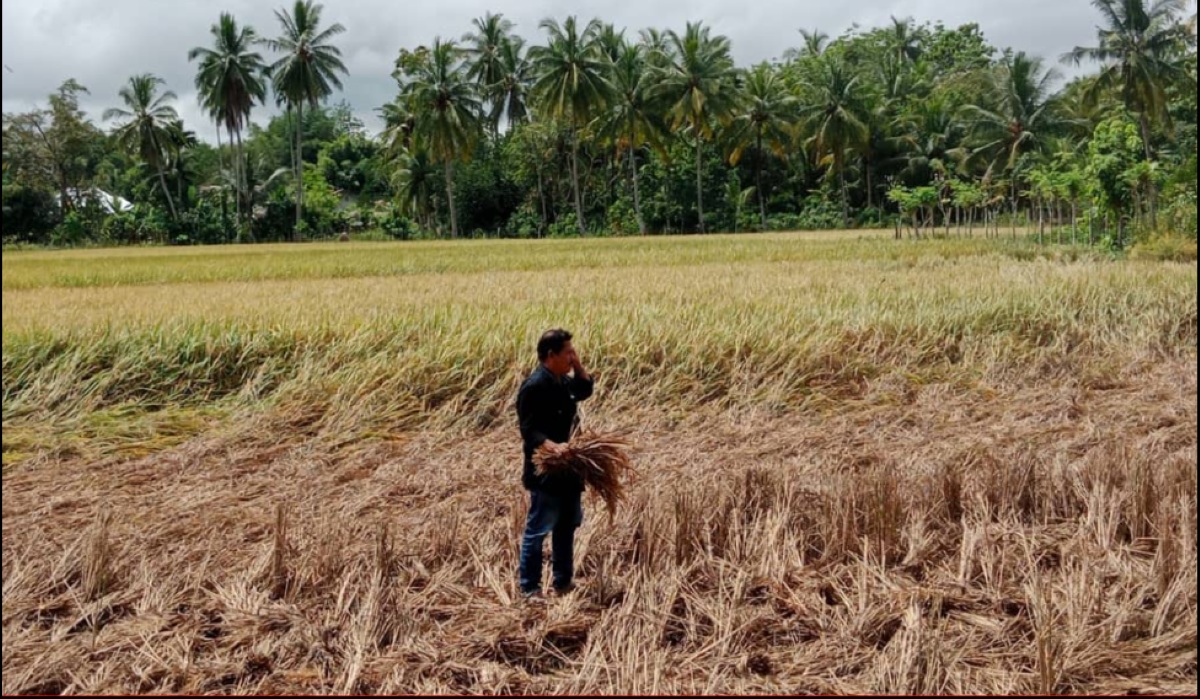 Brown Planthopper Infestation Spreads in Pidie, Farmers Grow Anxious