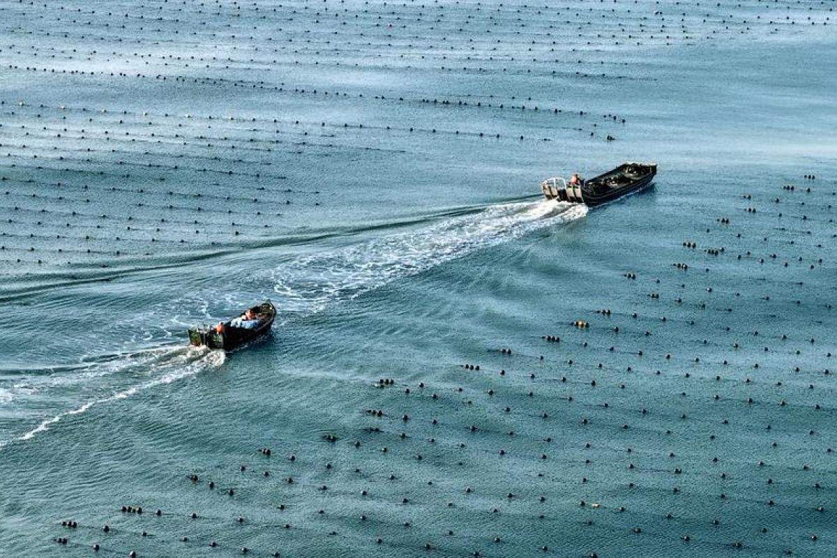 China's Marine Economy Records Stable Growth in H1 2026