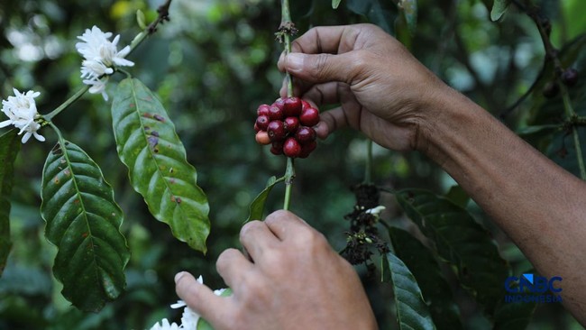 Global Coffee Prices Surge: Indonesia and Nine Other Nations Poised for Windfall Profits