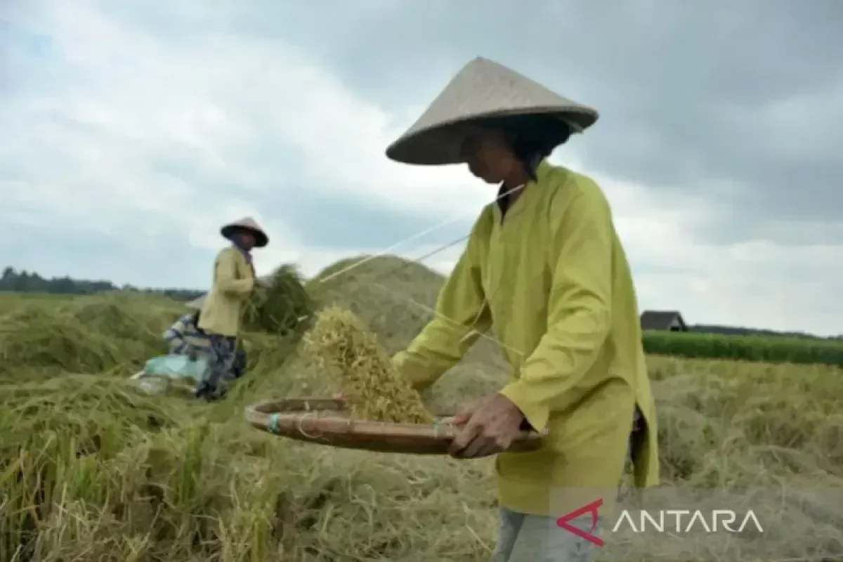 South Sumatra Optimistic Rice Production Will Rise Despite Strengthening El Niño