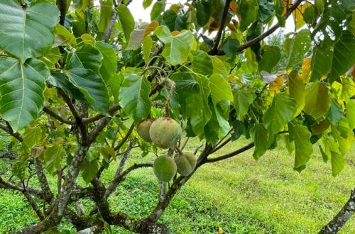 Sunan Candlenut: A Biodiesel Source That Can Outperform Palm Oil with Solar Power
