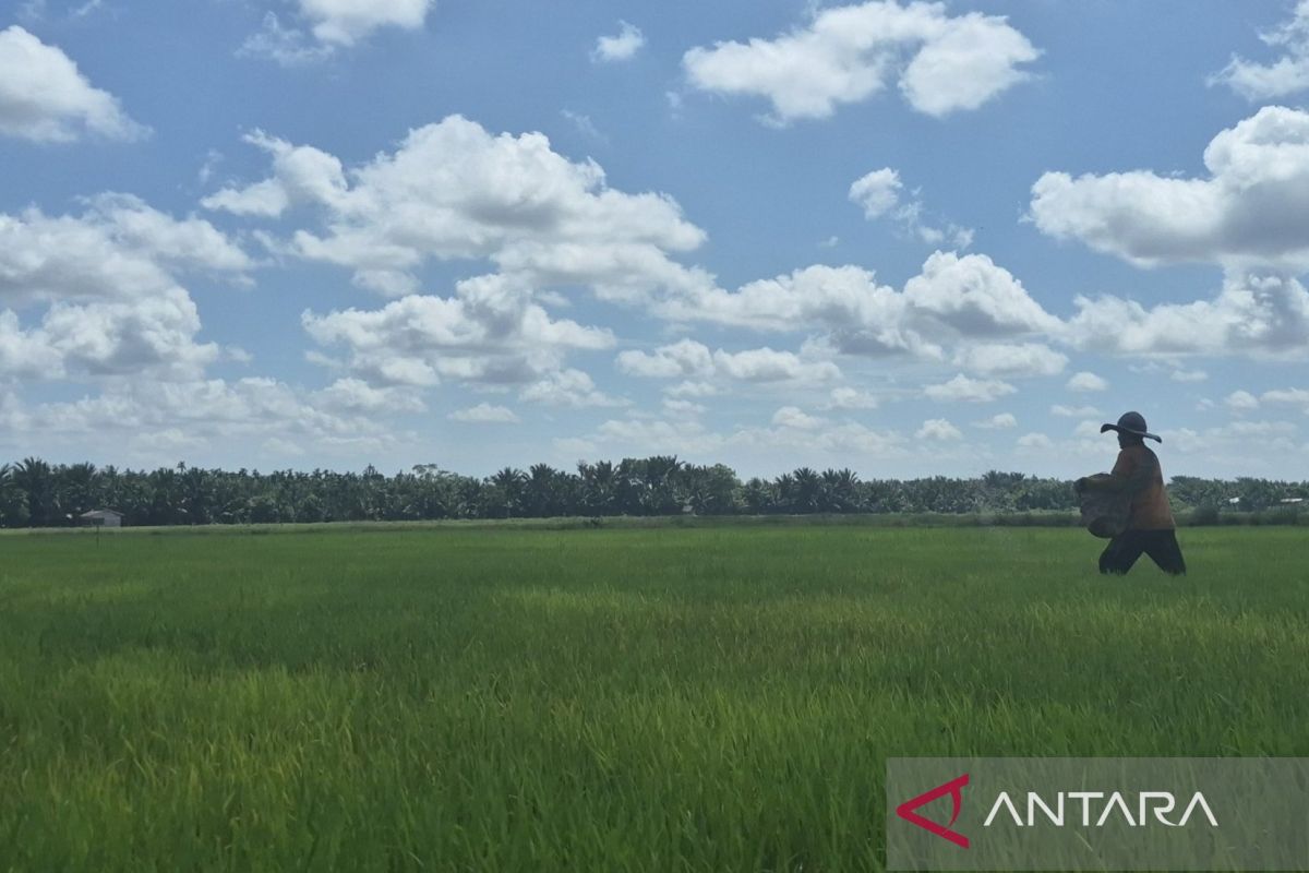 Tanjabtim Government Ensures 3,771 Hectares of Rice Fields Safe from Drought