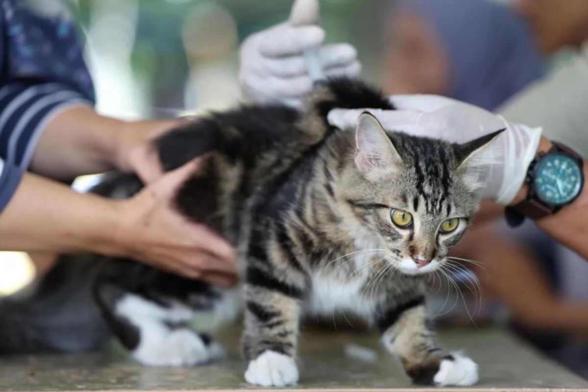 South Jakarta sterilises 441 cats during July to control population