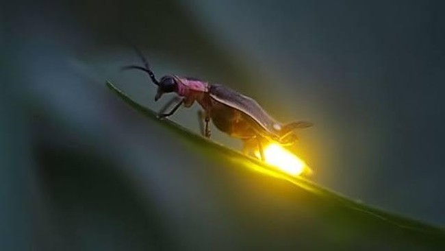 Fireflies Disappearing One by One, IPB Expert Reveals Ominous Signs