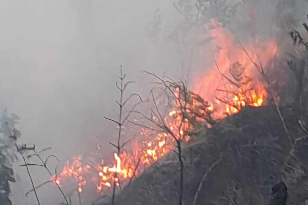 TNBTS Closes Some Bromo Access Points Following Forest Fire in Batengan Block