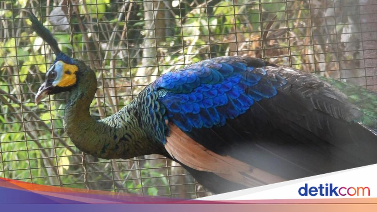 Residents of Pajangan, Bantul, Rescue Starving Peacock
