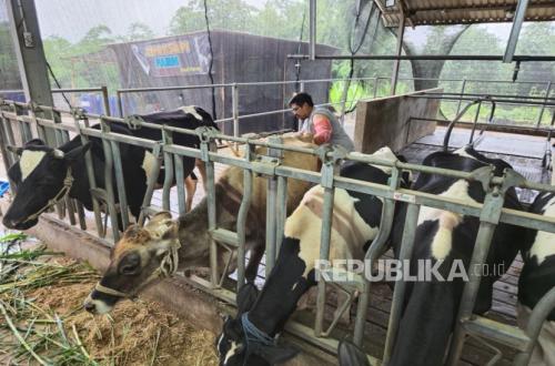 BRI Peduli Boosts Dairy Farmers' Capacity in Malang Through Flagship Cluster Programme
