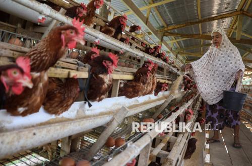 Ministry of Agriculture Prepares Technical Guidelines for SPPG Egg Absorption at Rp 26,500 per Kilogram
