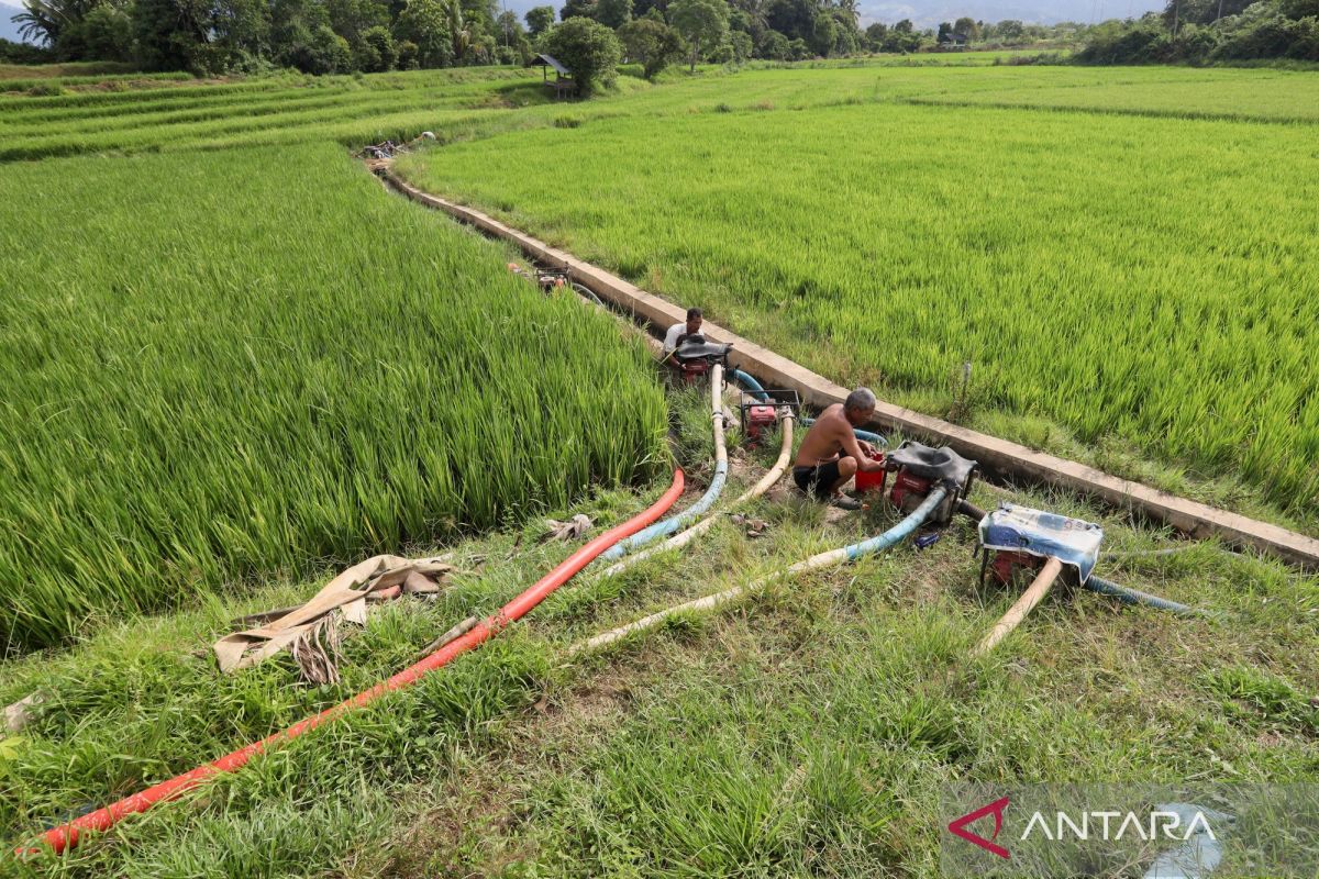 BMKG Urges Planting Schedule Adjustments to Prevent Crop Failure Amid El Nino