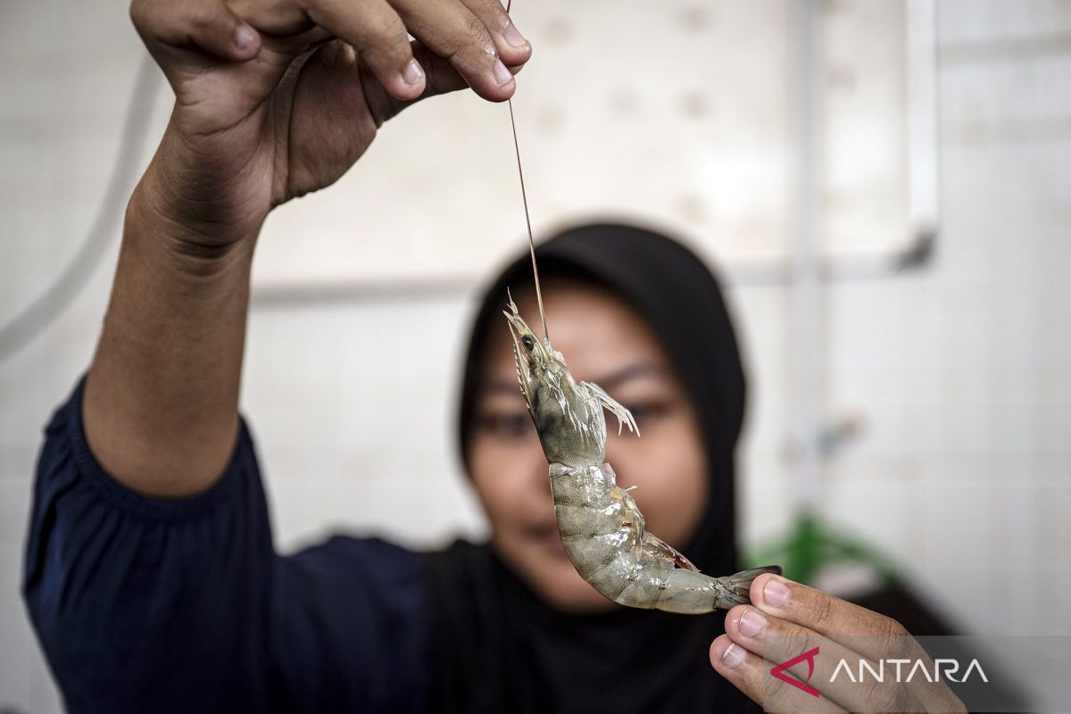 Central Java Government Targets 1.3 Tonnes of Vannamei Shrimp Per Cycle from Modern Industrial Estate Pond