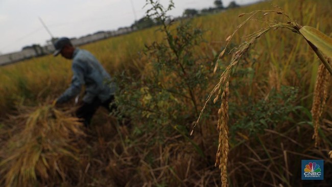 Strong El Niño Approaching Indonesia, BMKG Urges Farmers to Adjust Planting Schedules