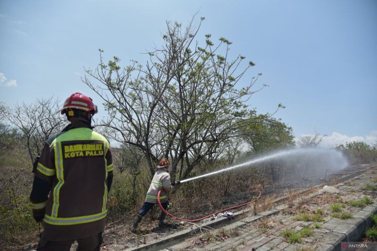 BNPB: Forest and Land Fire in Tojo Una-Una Triggered by Plantation Land Clearing