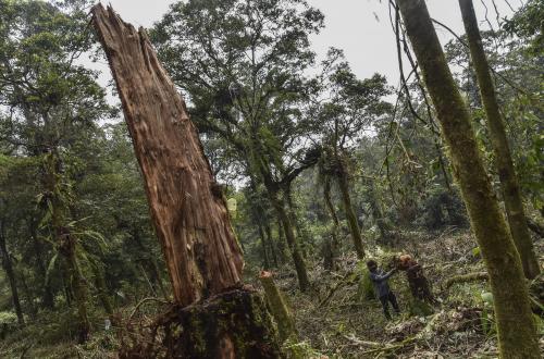 Illegal Logging in Sumatran Tiger Habitat Exposed, Three Arrested