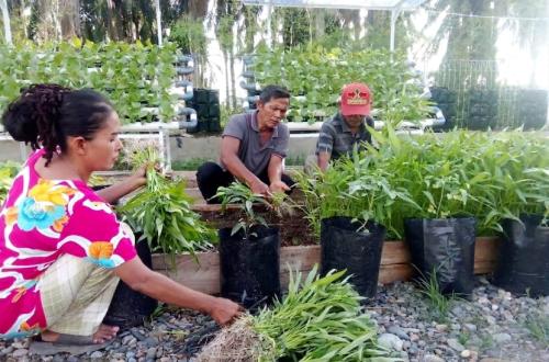 Harmony Garden Cultivates Food Security for Aceh Tamiang Flood Survivors