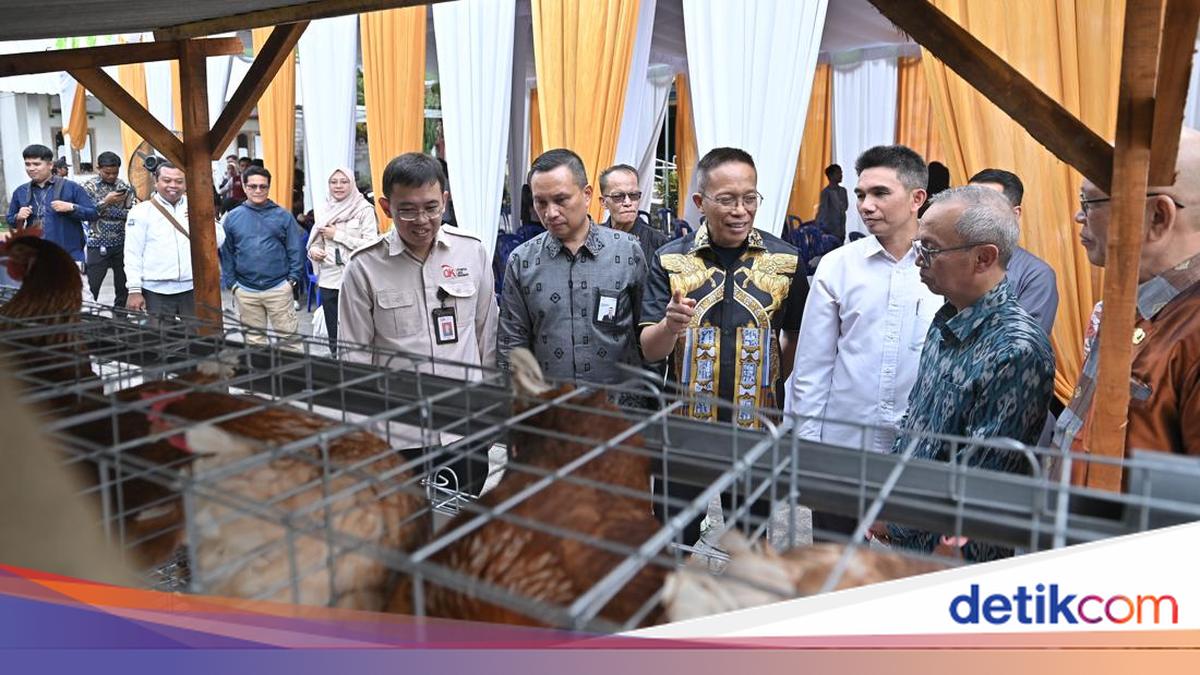 Bank NTB Syariah Distributes Laying Hen Aid to Boost Rural Economy in East Lombok