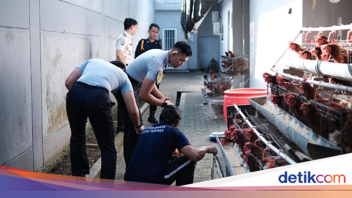 Tabanan Prison Transforms Cramped Space into Layer Chicken Farm