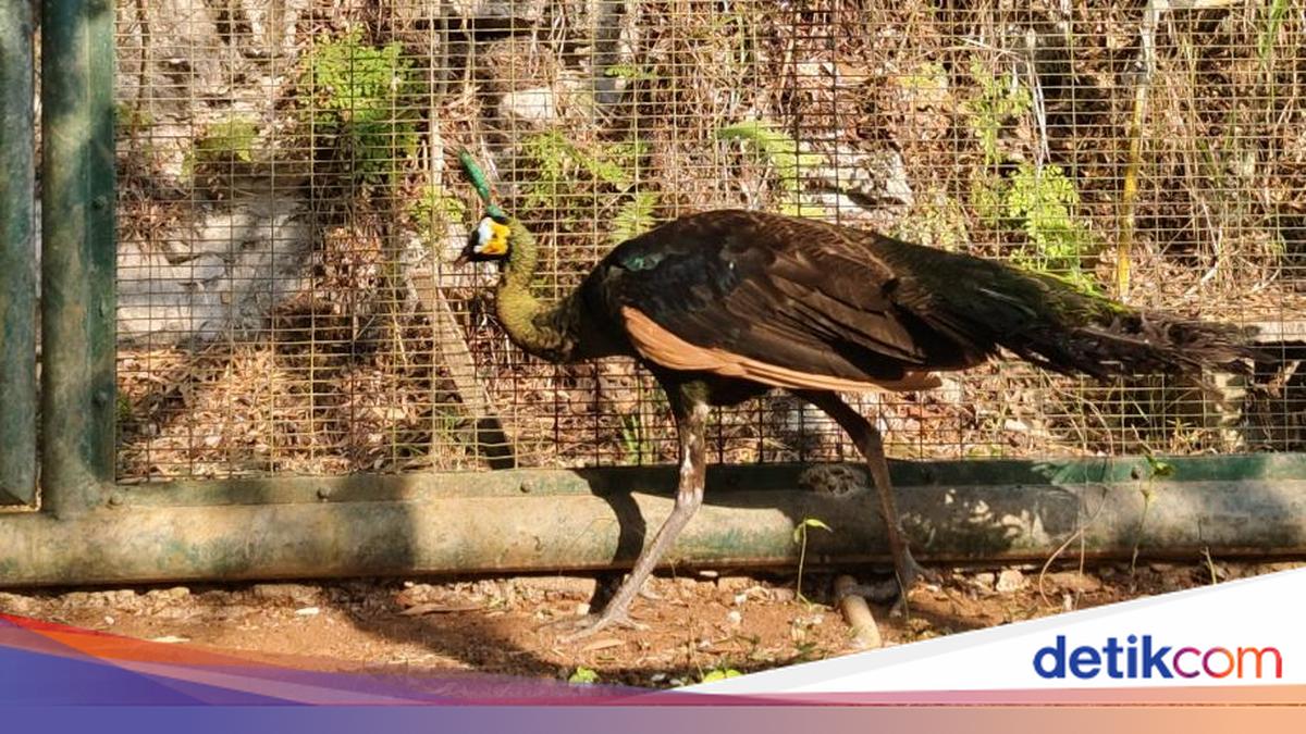 Mysterious Green Peafowl Found by Bantul Resident
