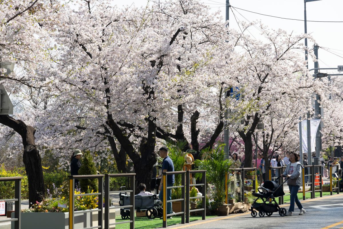 Seoul Issues Highest-Level Heatwave Warning as Deaths and Damage Mount