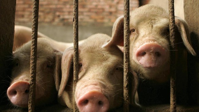 Singaporean Researcher Flies to Indonesia to Uncover the Mystery of the 'Babi Ngepet' Myth