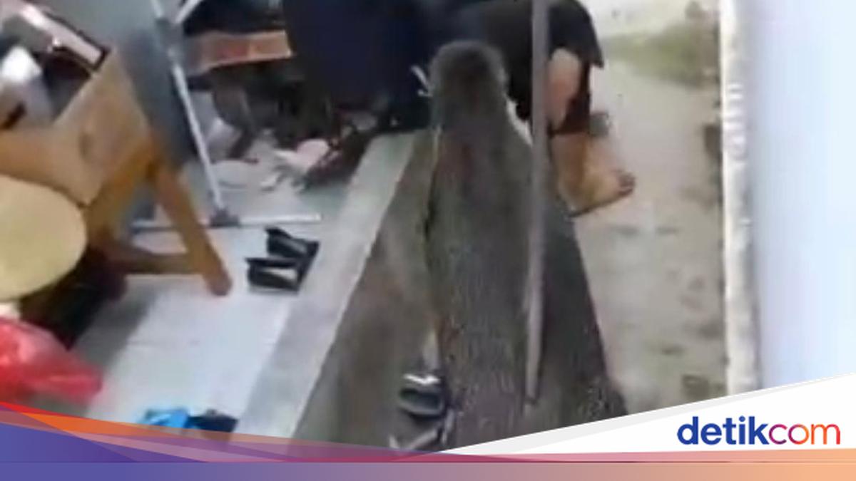 SPPG Volunteer in Kuningan Gored While Preventing Wild Boar from Attacking Children