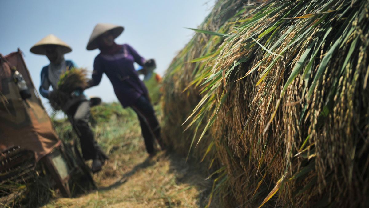 Extreme Drought Threatens 43 Hectares of Rice Fields in Tangerang Regency with Crop Failure