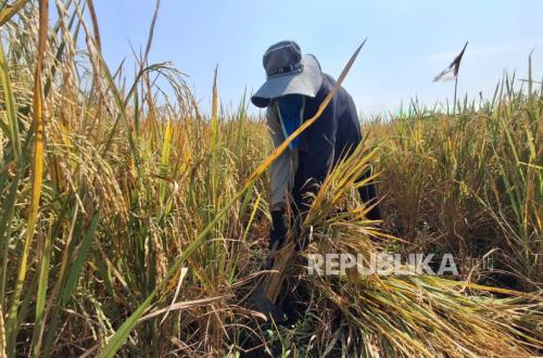 West Bandung's Strategy to Meet Rice Production Targets Amid El Nino Threat