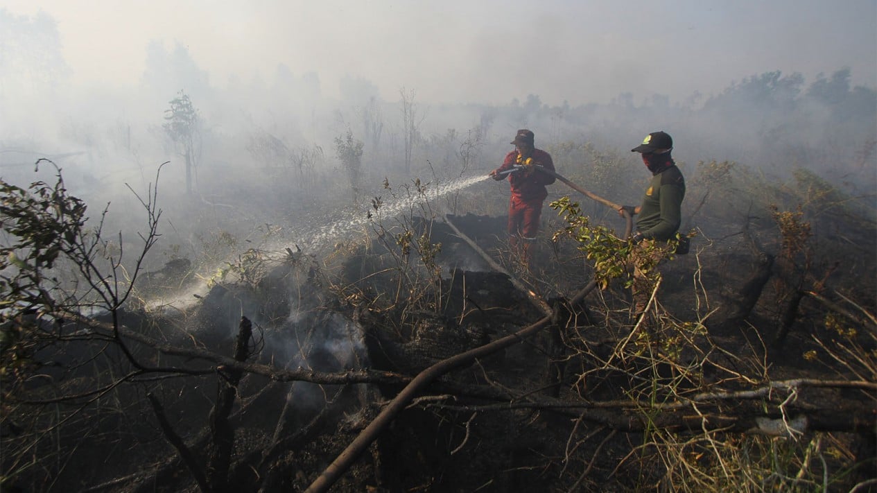 Forest and Land Fires in West Kalimantan Claim One Life