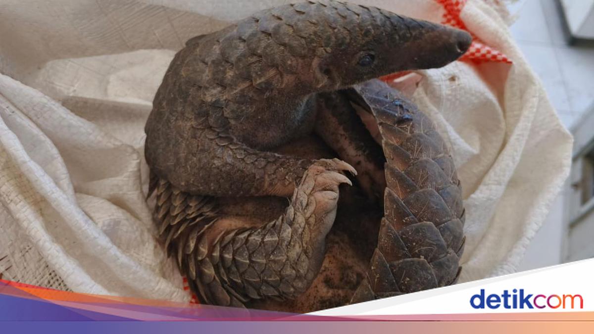 Protected Pangolin Found on Anturan Beach Handed Over to Bali BKSDA