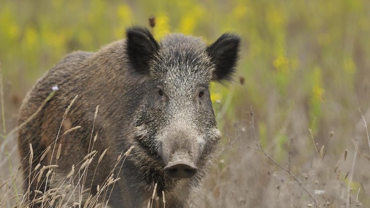 SPPG Worker in Kuningan Sacrifices Himself to Prevent Wild Boar from Charging Children
