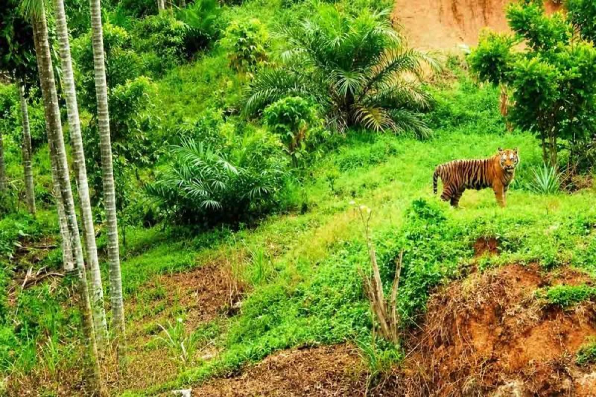 BKSDA deploys team to handle Sumatran tiger appearance in residential area