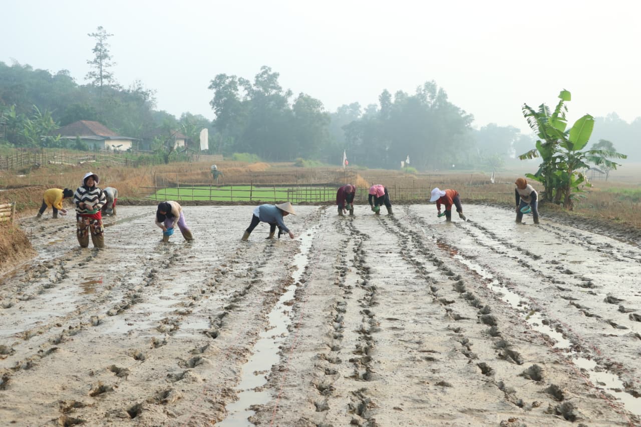 Bekasi Agriculture Office Implements PMAS Programme to Boost Farmers' Welfare