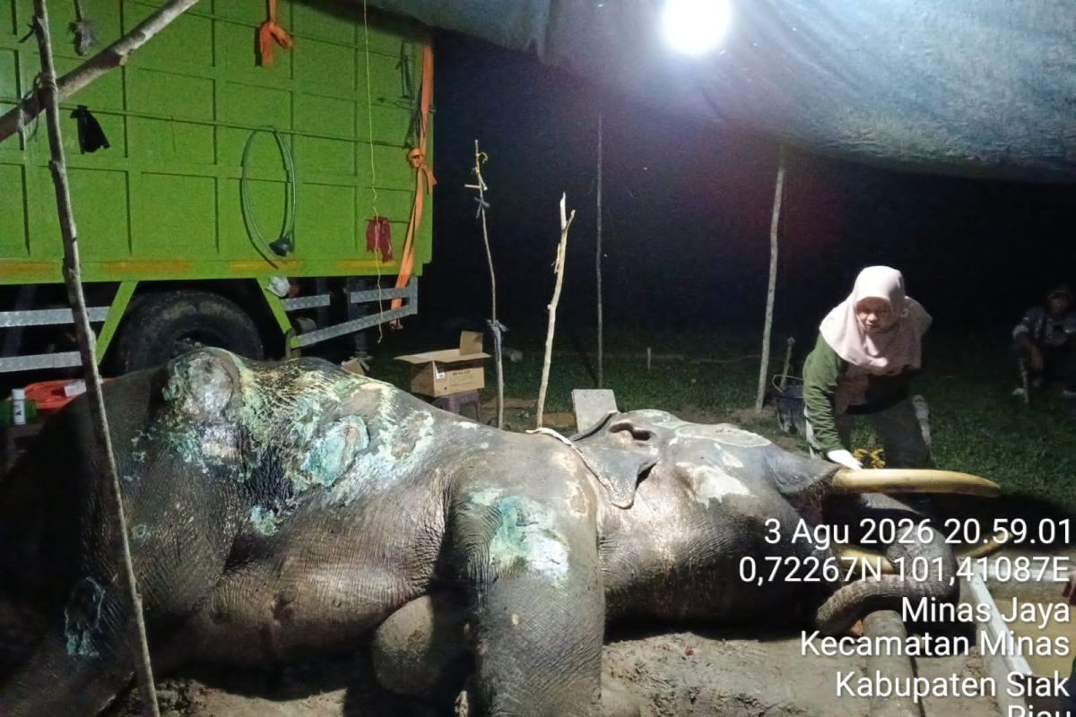 Jovi, Riau's beloved conflict-response elephant, dies at 46
