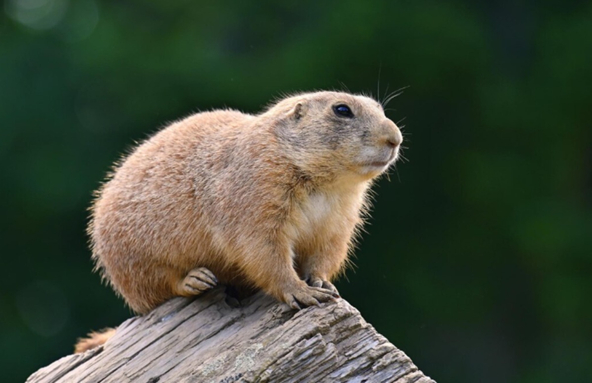 US Biologist Turns to OnlyFans to Fund Marmot Research After Budget Cuts