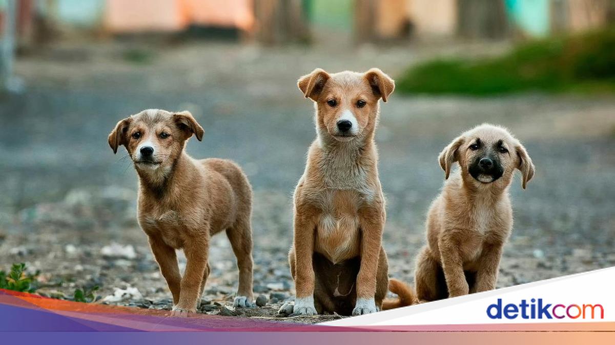 Yogyakarta Government Issues By-law Banning Dog and Cat Meat Trade