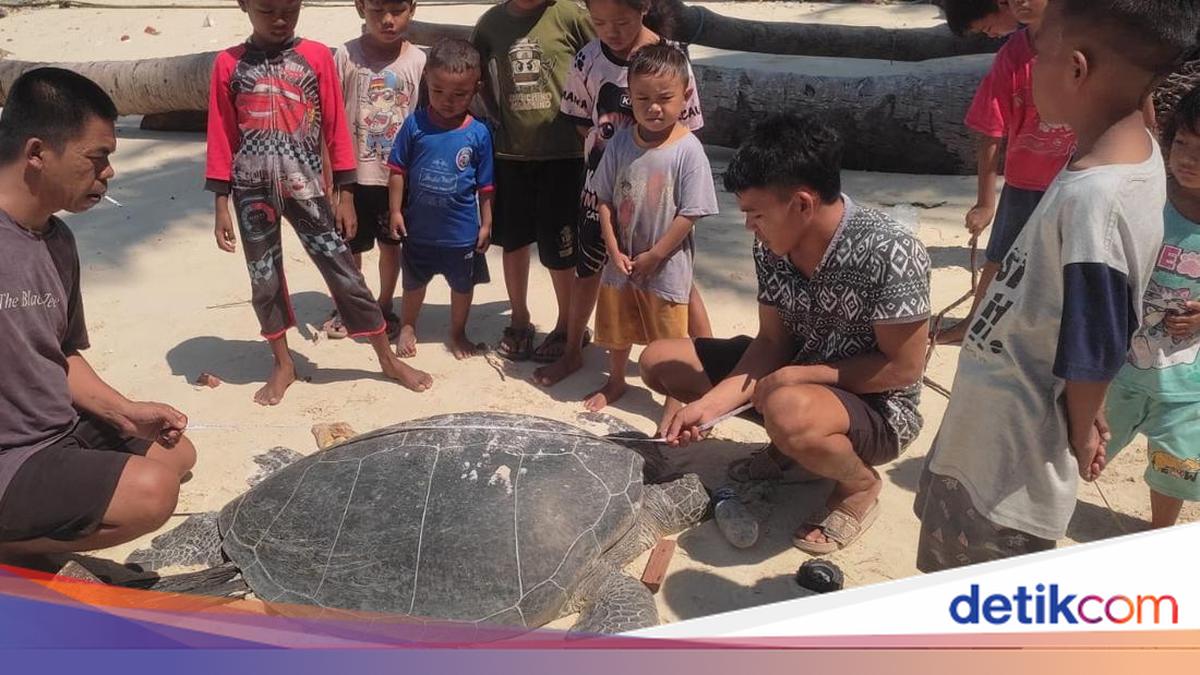 Nesting Turtle Found Slaughtered in East Kalimantan, All Eggs Stolen