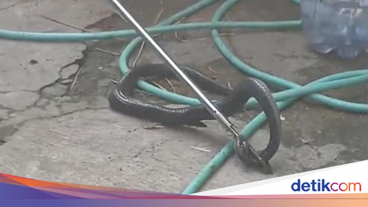 Cobra Swallows Knife in Karanganyar: UGM Expert Says Stress Unlikely, Cites Mistaken Identity