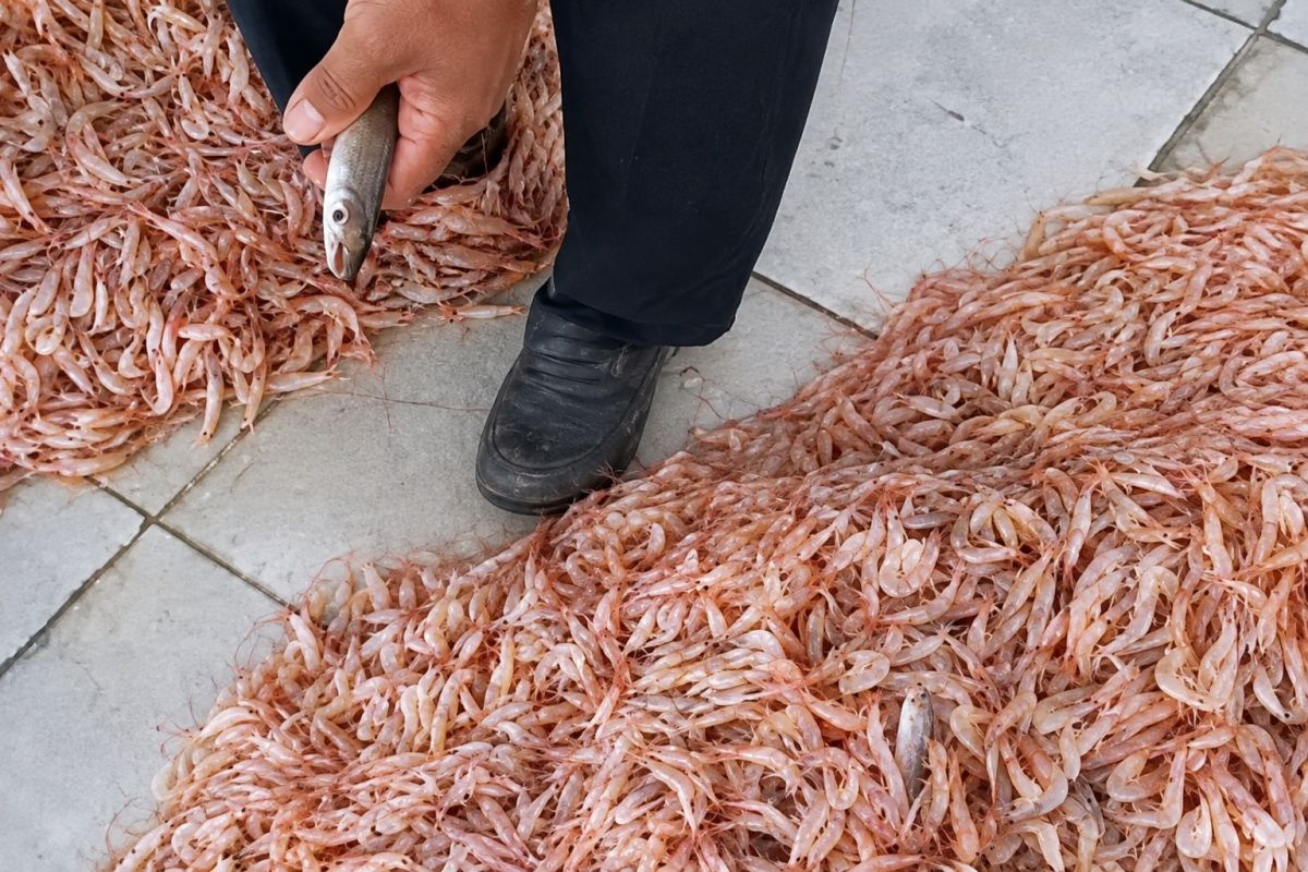 KUD optimistic Cilacap fishing season will improve