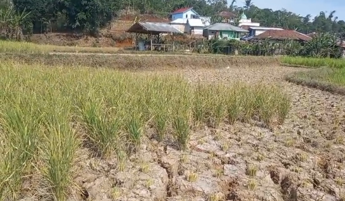 Drought Risk in Cirebon Continues to Rise