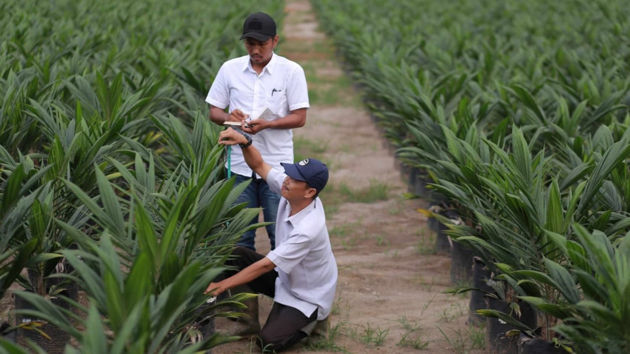 PTPN Group Posts 10.89 Percent Surge in Sales to Rp 29.1 Trillion in First Half of 2026