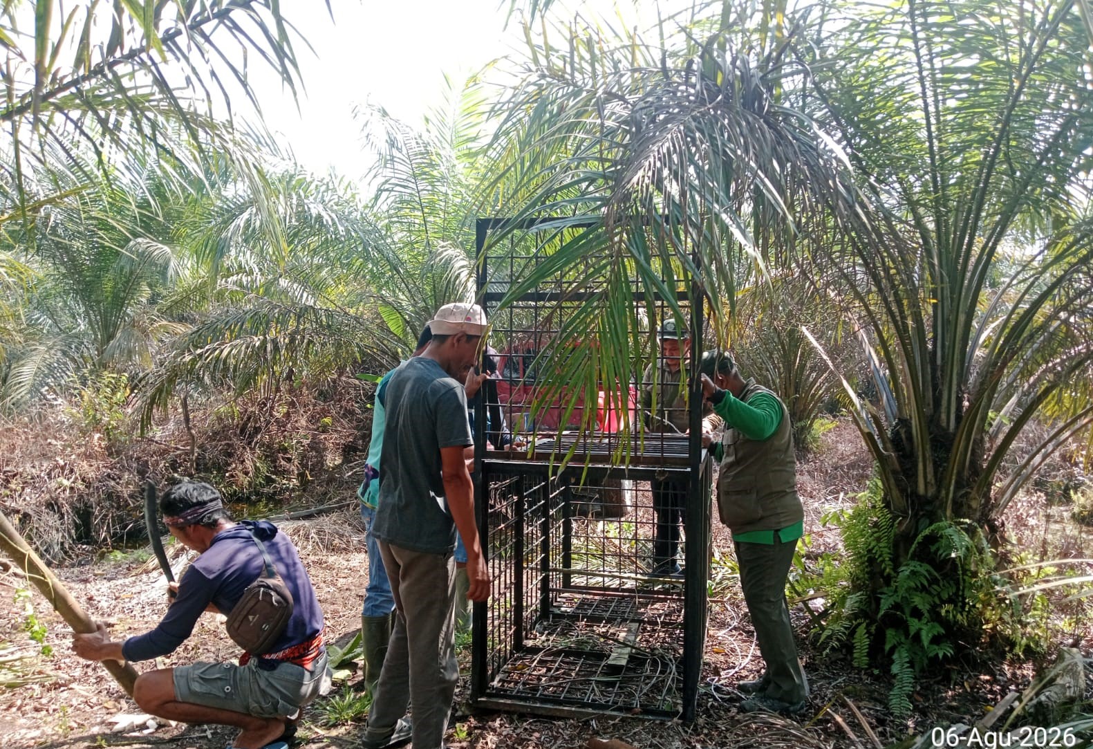 Honey Bear Attacks Resident in Pelalawan, Leaving Victim Unconscious