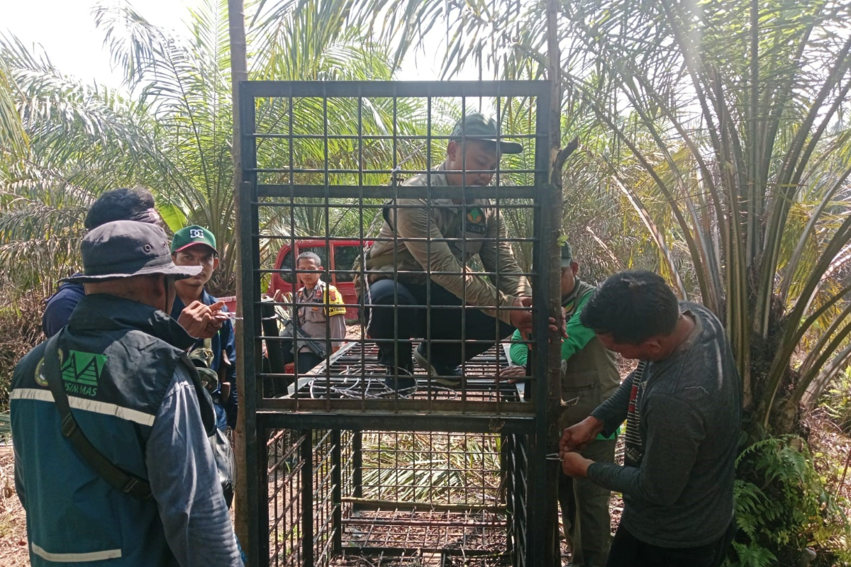 Sun Bear Attacks Resident in Riau, Conservation Agency Deploys Wildlife Rescue Team