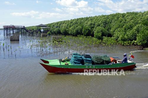 Carbon Economy Opens Opportunities for Added Value from Forests and Mangroves