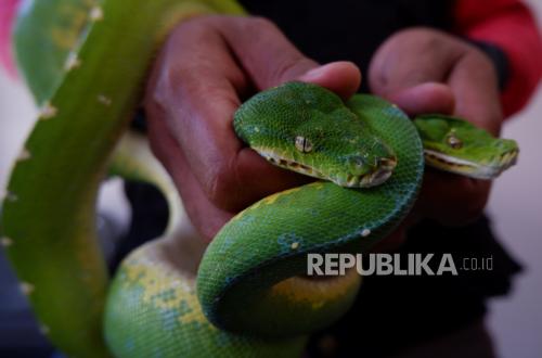 Forestry Ministry Prepares New Strategy to Dismantle Wildlife Trade Networks