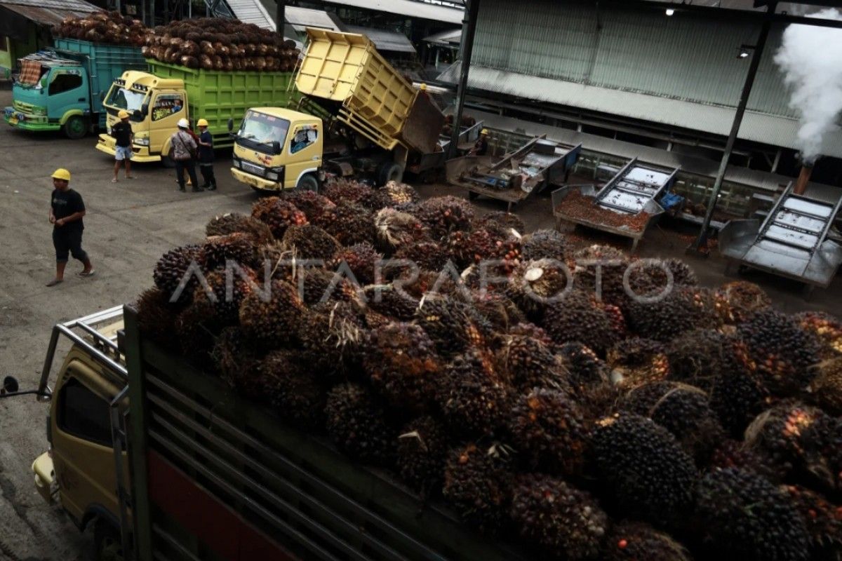 POPSI Calls for Improved Governance in Palm Oil Mill Development, Rejects Moratorium